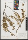 Foto von Salix triandra subsp. amygdalina (L.) Schübl. & G. Martens